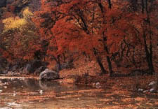 Los Vecinos Ranch - Family and Group Lodging on the Frio River in the Texas Brush Country